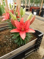 [5017 TinyRobin No01.JPG]